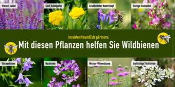 Insektenfreundlich gärtnern - Mit diesen Pflanzen helfen Sie Wildbienen: Wiesen-Salbei, Gold-Schafgarbe, Gewöhnlicher Natternkopf, Dornige Hauhechel, Glockenblume, Nachtviole, Wiesen-Witwenblume, Großblütige Strahldolde. Weitere Informationen siehe Bildunterschrift