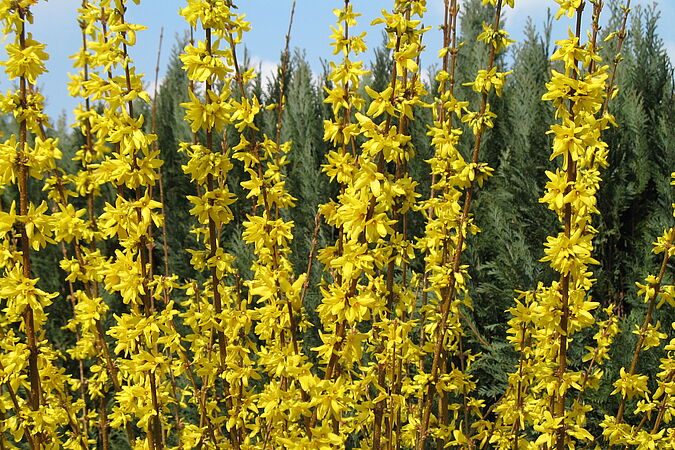Mehrere gelbe Blüten von Forsythien.