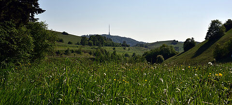 Kaiserstühler Wiesen am Badberg bei Vogtsburg Schelingen mit Funkturm im Hintergrund