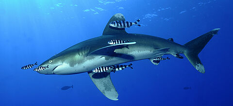 Weißspitzen-Hochseehai