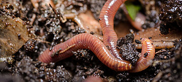Regenwurm im Boden