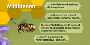 Wildbienen ...sind effizientere Bestäuber als Honigbienen....und können zum Teil auch bei schlechtem Wetter fliegen. Nicht nur Wildpflanzen (zum Beispiel Rotklee) sind auf spezialisierte Wildbienen als Bestäuber angewiesen…sondern auch bekannte Kultursorten (zum Beispiel Tomaten).. Weitere Informationen siehe Bildunterschrift