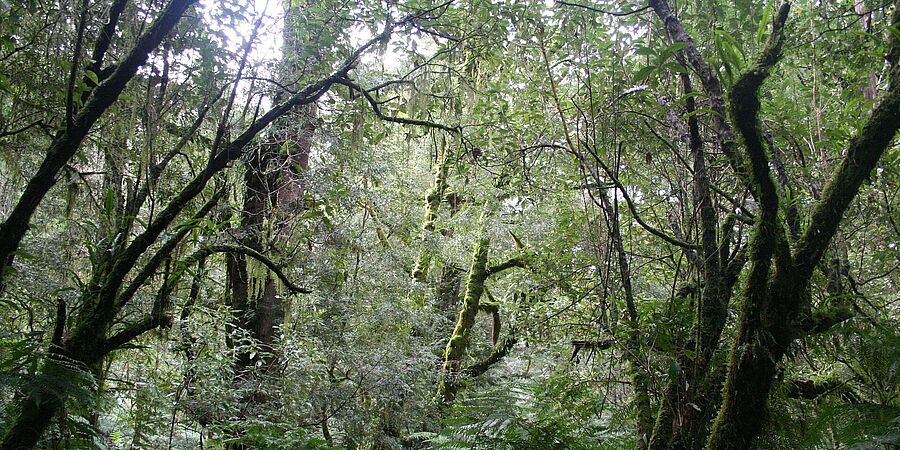 Ein Urwald
