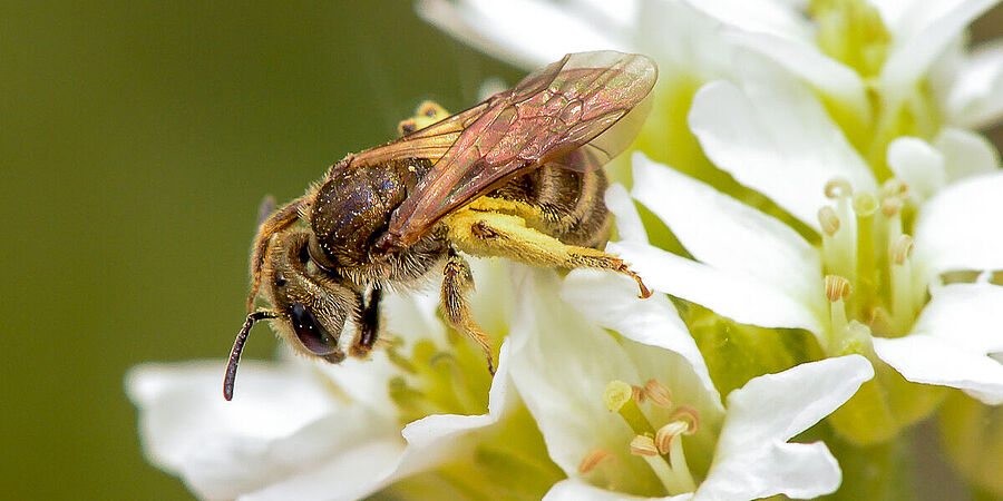 Eine Biene sitzt auf einer weißen Blüte.