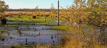 spätsommerliche Moorlandschaft. for further information see image caption