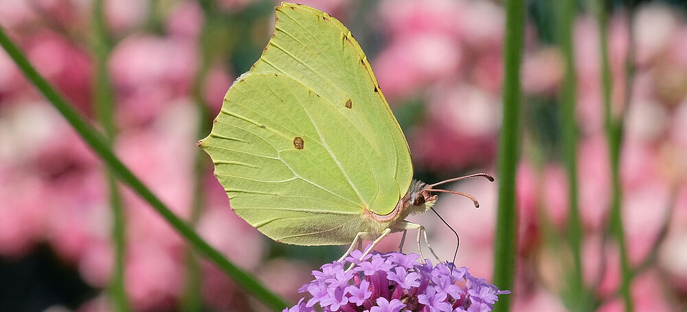 Grüner Schmetterling Zitronenfalter auf einer Blume 