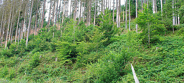 Wald