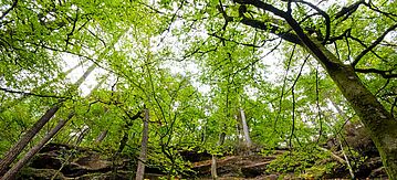 Wald im Gebirge
