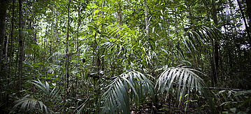Aufnahme des Regenwaldes in Brasilien.