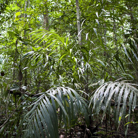 Aufnahme des Regenwaldes in Brasilien.