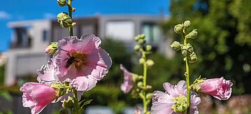 Blumen im Fokus, dahinter ein Wohnhaus