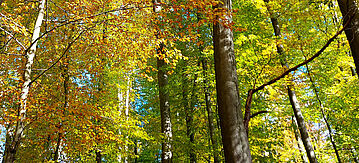 Wald
