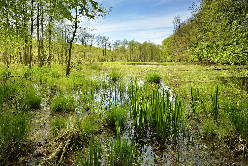 Sumpfiger Moorsee im Frühling im Nationalpark Jasmund