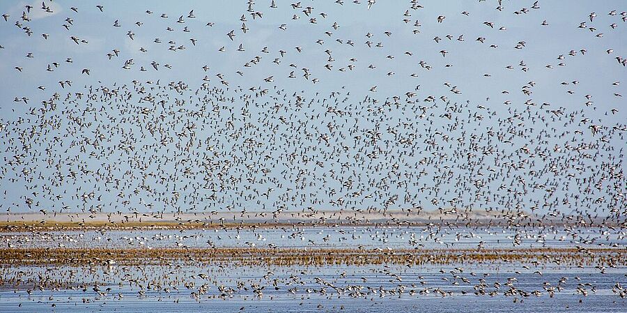 Vogelschwarm über dem Wattenmeer