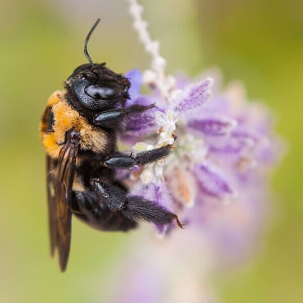Eine Biene sitzt auf einer lila Blüte.