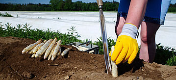 Weißer Spargel beim Stechen durch Erntehelfer als Nahaufnahme auf einem Spargelfeld im Morgenlicht, im Hintergund ein Feld mit Erntefolie.