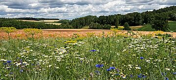 Blütenreiche Feldsäume und Blühstreifen