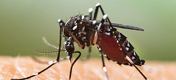 Asiatische Tigermücke – Aedes albopictus