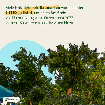 Bild von großen grünen Palisanderbäumen von unten. Weitere Informationen siehe Bildunterschrift
