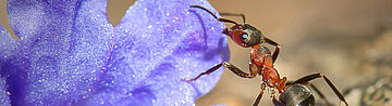 Rote Waldameise an blauer Blume