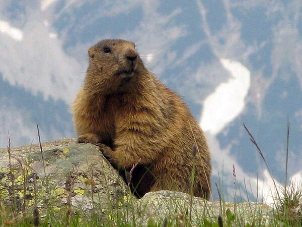Ein Alpenmurmeltier auf einer Wiese