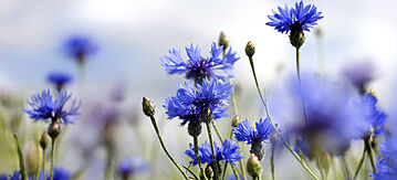 cornflowers