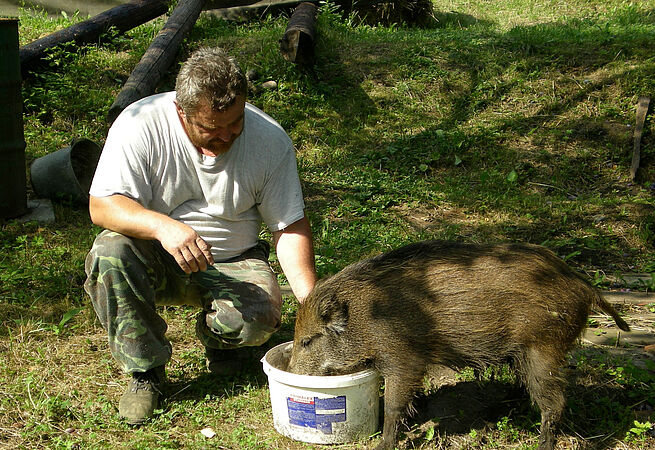 Ein Tierpfleger gibt einem Wildschwein Futter. 