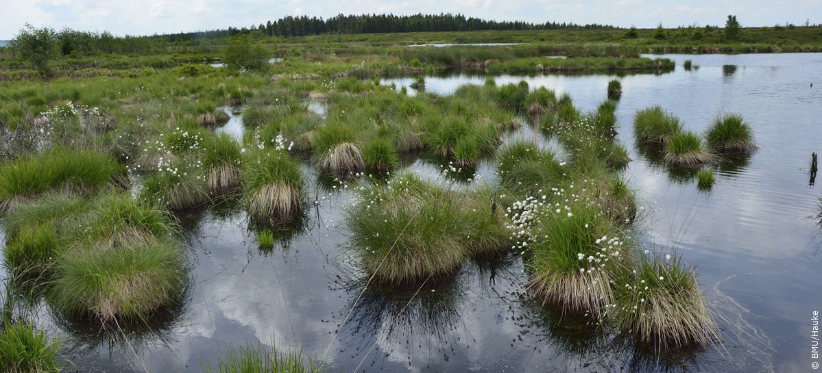 Moorlandschaft