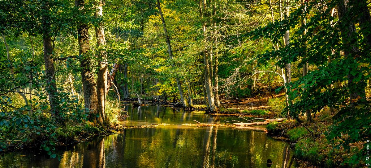 Die EU-Verordnung zur Wiederherstellung der Natur
